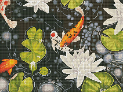 Koi